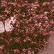 Ein Schmetterling auf einer Pflanze
