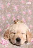 Terminplaner Hund 2022
