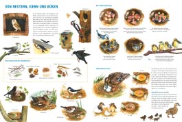 Mein großes Vogelbuch