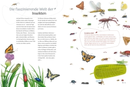 Insekten – Wissen und allerlei Drumherum