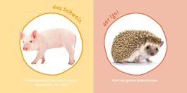 Innenansicht von „Mein Baby-Pixi-Buggybuch: Meine ersten Tiere “