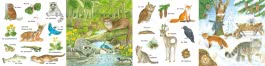 Mein kleines buntes Bildwörterbuch: Im Wald