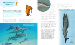 Frag doch mal ... die Maus!: Wale und Delfine