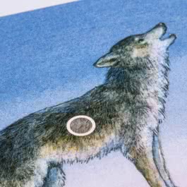 Hör mal (Soundbuch): Wilde Tiere